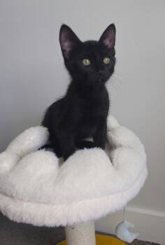 Panther -  Domestic Short Hair Cat for Adoption in Ogden, Utah - Panther | PetCurious
