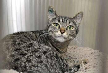 Domestic Short Hair Cats Available for Adoption in Coupeville, Washington - Lapis | PetCurious