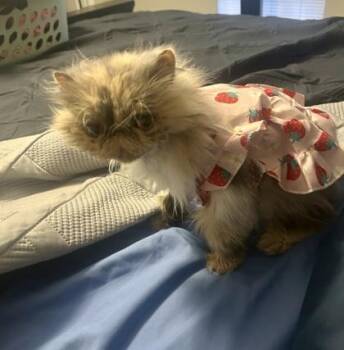 Duchess -  Persian and Domestic Short Hair Cat for Adoption in Fort Worth, Texas - Duchess | PetCurious
