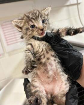 Tiger -  Domestic Short Hair Cat for Adoption in Nashville, Tennessee - Tiger | PetCurious