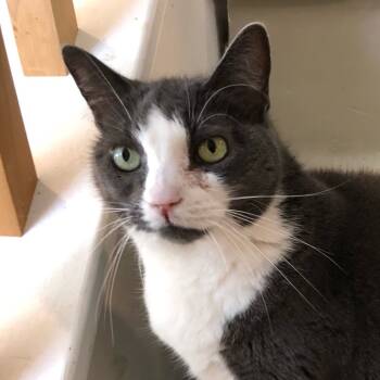 Rescue Domestic Short Hair Cats for Adoption in Merrifield, Virginia - Gigi Szyperski | PetCurious