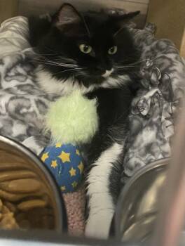Domestic Long Hair Cats Available for Adoption in St. Peters, Missouri - Molly | PetCurious