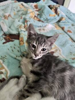 Ghost -  Domestic Short Hair Cat for Adoption in Newborn, Georgia - Ghost | PetCurious