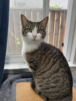 American Shorthair and Domestic Short Hair Cats Available for Adoption in San Jose, California - Stella | PetCurious