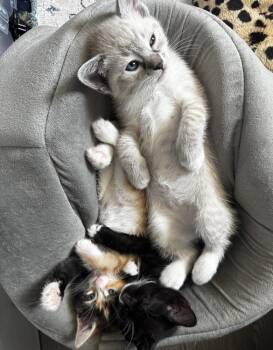 Domestic Short Hair Cats Available for Adoption in Telford, Pennsylvania - Duke (Bodega Litter) | PetCurious