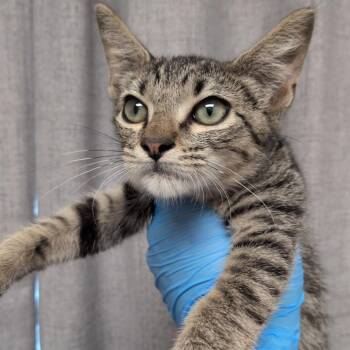 Arbiter -  Domestic Short Hair Cat for Adoption in Hattiesburg, Mississippi - Arbiter | PetCurious