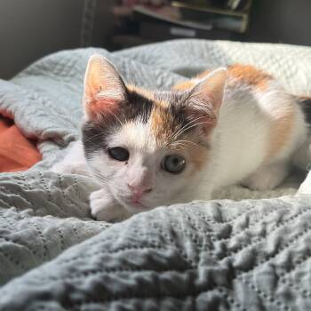 CHURU -  Domestic Short Hair Cat for Adoption in Chandler, Arizona - CHURU | PetCurious