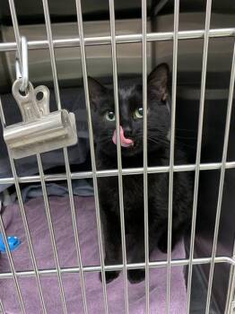 Domestic Short Hair Cats Available for Adoption - CHEESY GORDITA CRUNCH | PetCurious