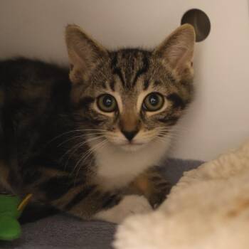 Junior -  Domestic Short Hair Cat for Adoption in Briarcliff Manor, New York - Junior | PetCurious