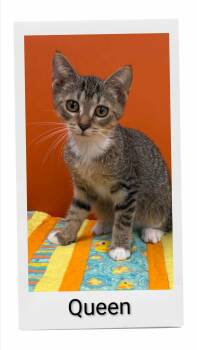 Queen -  Domestic Short Hair Cat for Adoption in Caistor Centre, Ontario - Queen | PetCurious