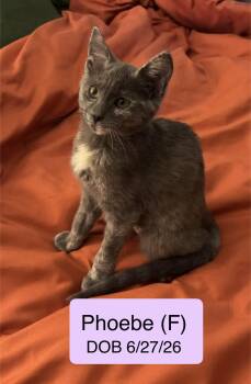 Phoebe -  Tortoiseshell and Domestic Short Hair Cat for Adoption in Vacaville, California - Phoebe | PetCurious