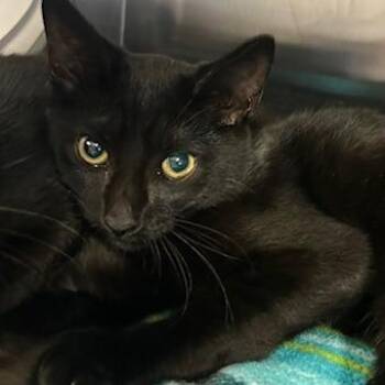 Pig -  Domestic Short Hair Cat for Adoption in Knoxville, Tennessee - Pig | PetCurious