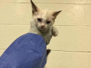 A1923068 -  Siamese Cat for Adoption in Thousand Palms, California - A1923068 | PetCurious