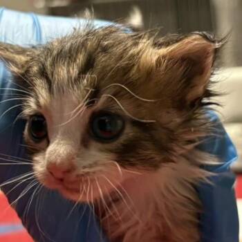 Bounce -  Domestic Short Hair Cat for Adoption in Knoxville, Tennessee - Bounce | PetCurious