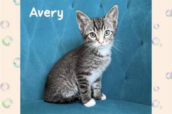 Domestic Short Hair Cats Available for Adoption in Tustin, California - AVERY | PetCurious