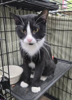 Poolboy -  Domestic Short Hair Cat for Adoption in Mokena, Illinois - Poolboy | PetCurious