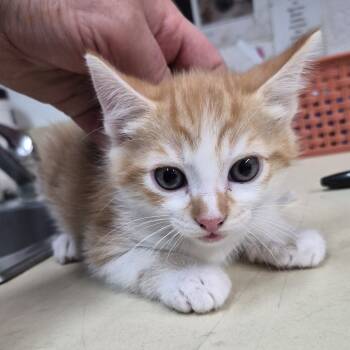 Rescue Domestic Short Hair Cats for Adoption in Ardmore, Oklahoma - Grape | PetCurious