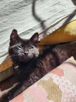 GRAMMY -  Domestic Short Hair Cat for Adoption in Dedham, Massachusetts - GRAMMY | PetCurious