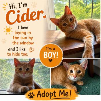 Cider -  Domestic Short Hair Cat for Adoption in Mount Laurel Township, New Jersey - Cider | PetCurious