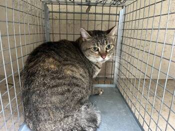 Rescue Domestic Short Hair Cats for Adoption in Louisville, Kentucky - MAMA | PetCurious