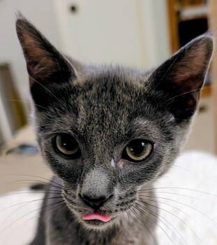 Sphinx26 -  Domestic Short Hair Cat for Adoption in Youngsville, North Carolina - Sphinx26 | PetCurious