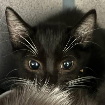 Mac -  Domestic Short Hair Cat for Adoption in Goleta, California - Mac | PetCurious