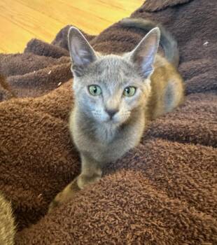 Zipper -  Russian Blue Cat for Adoption in Walnut Creek, California - Zipper | PetCurious