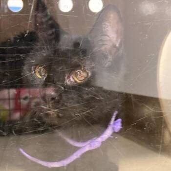 Skylar -  Domestic Short Hair Cat for Adoption in Newark, New Jersey - Skylar | PetCurious