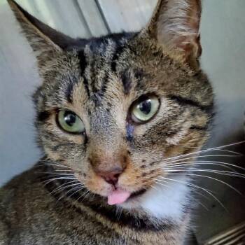 Domestic Short Hair Cats Available for Adoption in Pittsburgh, Pennsylvania - Matteo | PetCurious