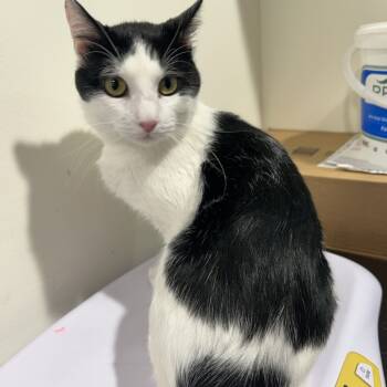 Rescue Domestic Short Hair Cats for Adoption in Tampa, Florida - Coconut | PetCurious