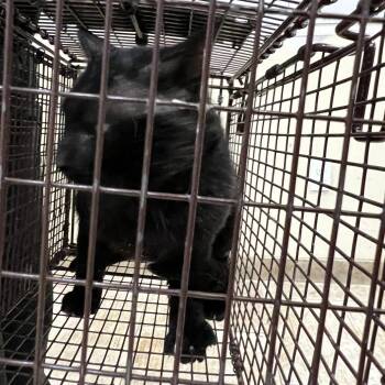 Micha -  Domestic Short Hair Cat for Adoption in Galveston, Texas - Micha | PetCurious