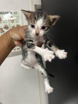Domestic Short Hair Cats Available for Adoption in San Bernardino, California - BEIJING BEEF | PetCurious