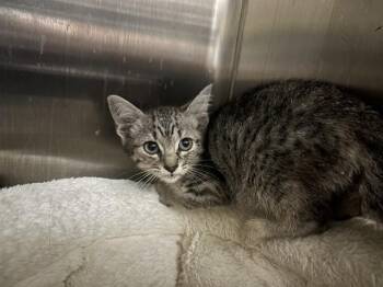 MIO -  Domestic Short Hair Cat for Adoption in Rowlett, Texas - MIO | PetCurious
