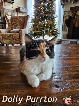 Maine Coon and Domestic Long Hair Cats Available for Adoption in Douglasville, Georgia - Dolly Purrton | PetCurious