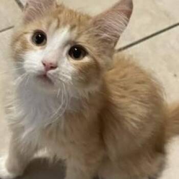 Gudetema -  Domestic Medium Hair Cat for Adoption in Phoenix, Arizona - Gudetema | PetCurious