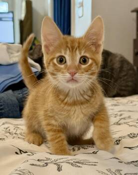 McSteamy -  Domestic Short Hair Cat for Adoption in East Amherst, New York - McSteamy | PetCurious