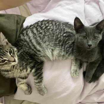 Aelin & Dorian -  Domestic Short Hair Cat for Adoption in Waltham, Massachusetts - Aelin & Dorian | PetCurious