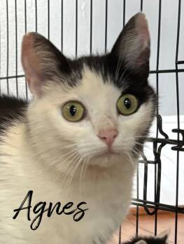 Domestic Short Hair Cats Available for Adoption in Rutherfordton, North Carolina - Agnes | PetCurious