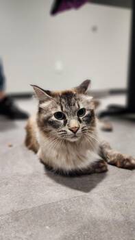 Domestic Long Hair Cats Available for Adoption in Minot, North Dakota - Beachy NKA Lyra | PetCurious