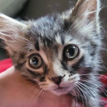Acorn -  Domestic Long Hair Cat for Adoption in Milan, Illinois - Acorn | PetCurious