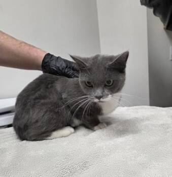 Gracie -  Domestic Short Hair Cat for Adoption in Sacramento, California - Gracie | PetCurious