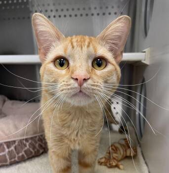 Domestic Short Hair Cats Available for Adoption in Jackson, Michigan - Tim | PetCurious