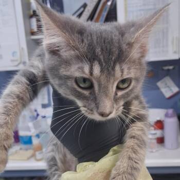 Lee (L#3) -  Domestic Short Hair Cat for Adoption in Marble, North Carolina - Lee (L#3) | PetCurious