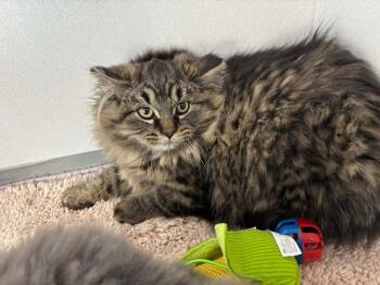 Domestic Long Hair Cats Available for Adoption - Lord Herman | PetCurious