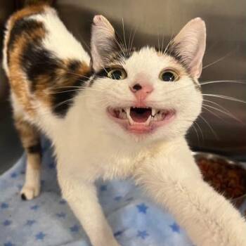 Hassina -  Calico and Domestic Short Hair Cat for Adoption in Antioch, California - Hassina | PetCurious
