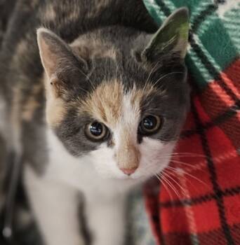 Rescue Domestic Short Hair Cats for Adoption in Verona, Wisconsin - Sid | PetCurious