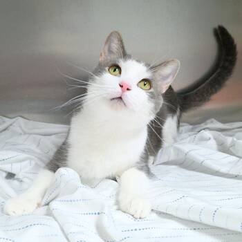 Rescue Domestic Short Hair Cats for Adoption in Michigan City, Indiana - Billy | PetCurious