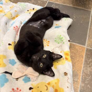 Batgirl -  Domestic Short Hair Cat for Adoption in Fredericton, New Brunswick - Batgirl | PetCurious