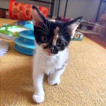 Domestic Short Hair Cats Available for Adoption in Tallahassee, Florida - Suki Park (TN) | PetCurious