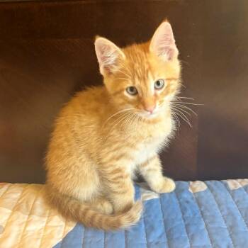 Domestic Short Hair Cats Available for Adoption in Brownsboro, Alabama - Jagger | PetCurious